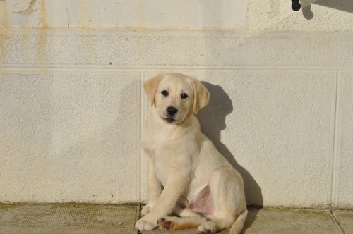 Labrador